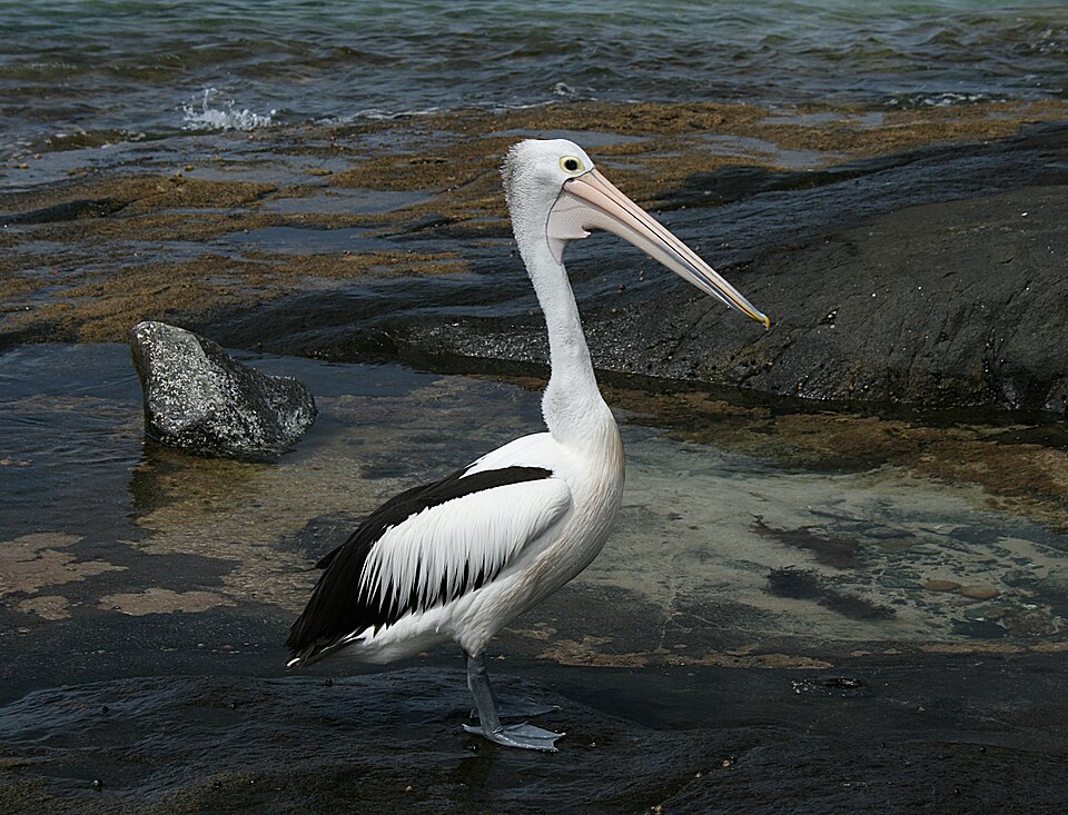 "A Pelican Walks into a Publix" and "The Pink Gelatin Trick"