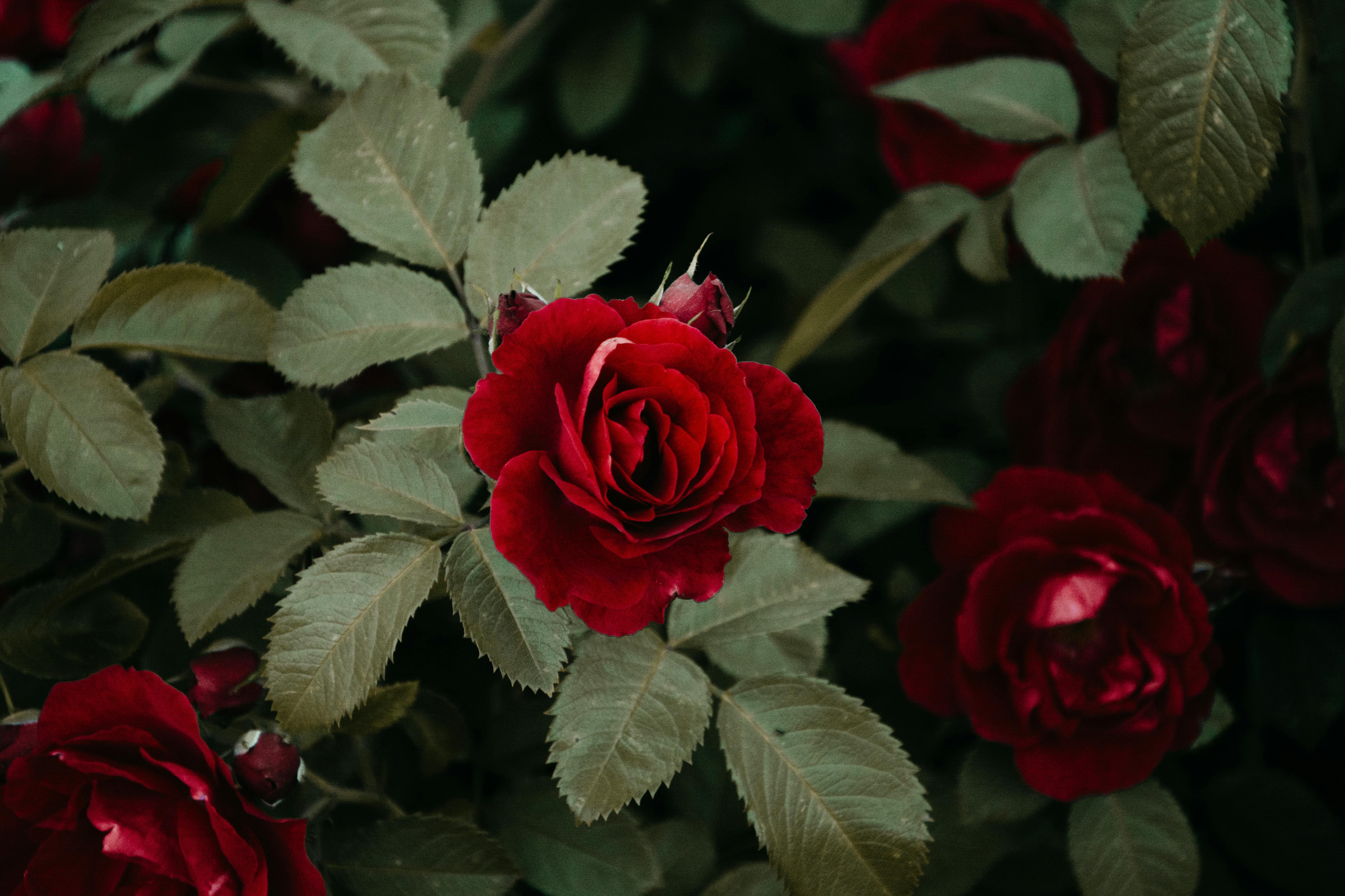 A Late Bloomer's Blood